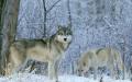 Nature Wolves Wallpapers or picture 009